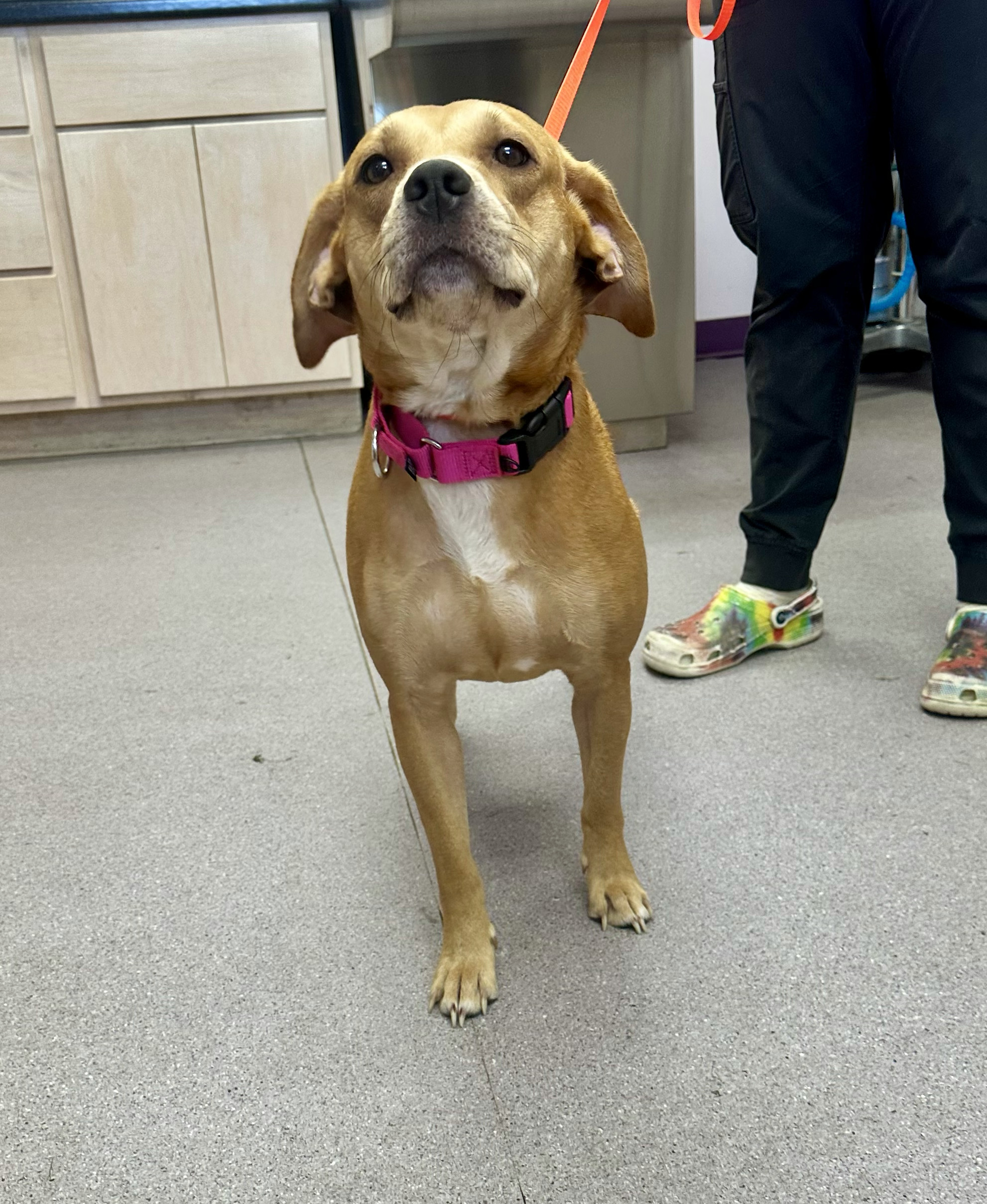 Daisy, an adoptable Pit Bull Terrier, Treeing Walker Coonhound in Glover, VT, 05839 | Photo Image 1