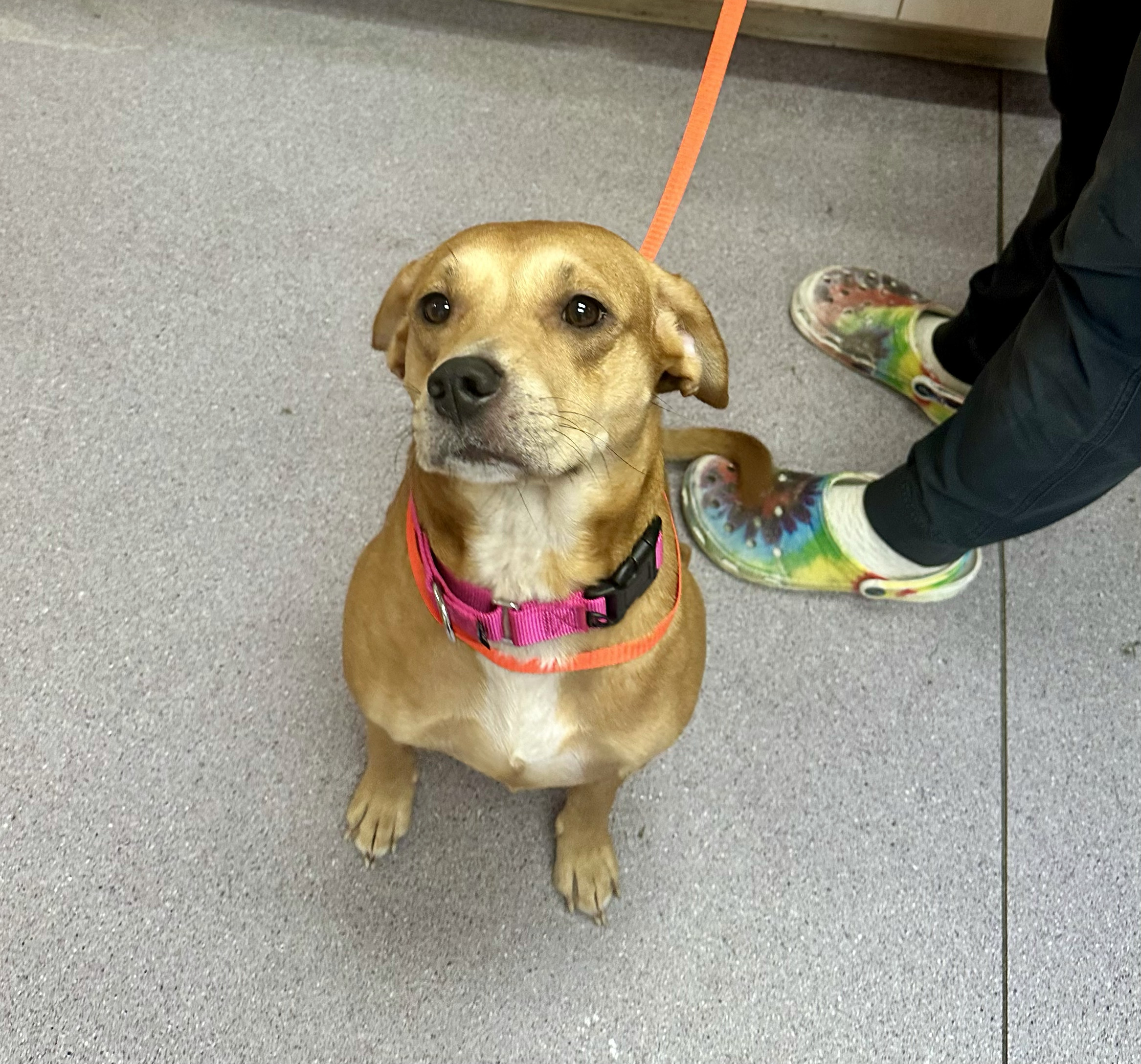 Daisy, an adoptable Pit Bull Terrier, Treeing Walker Coonhound in Glover, VT, 05839 | Photo Image 2