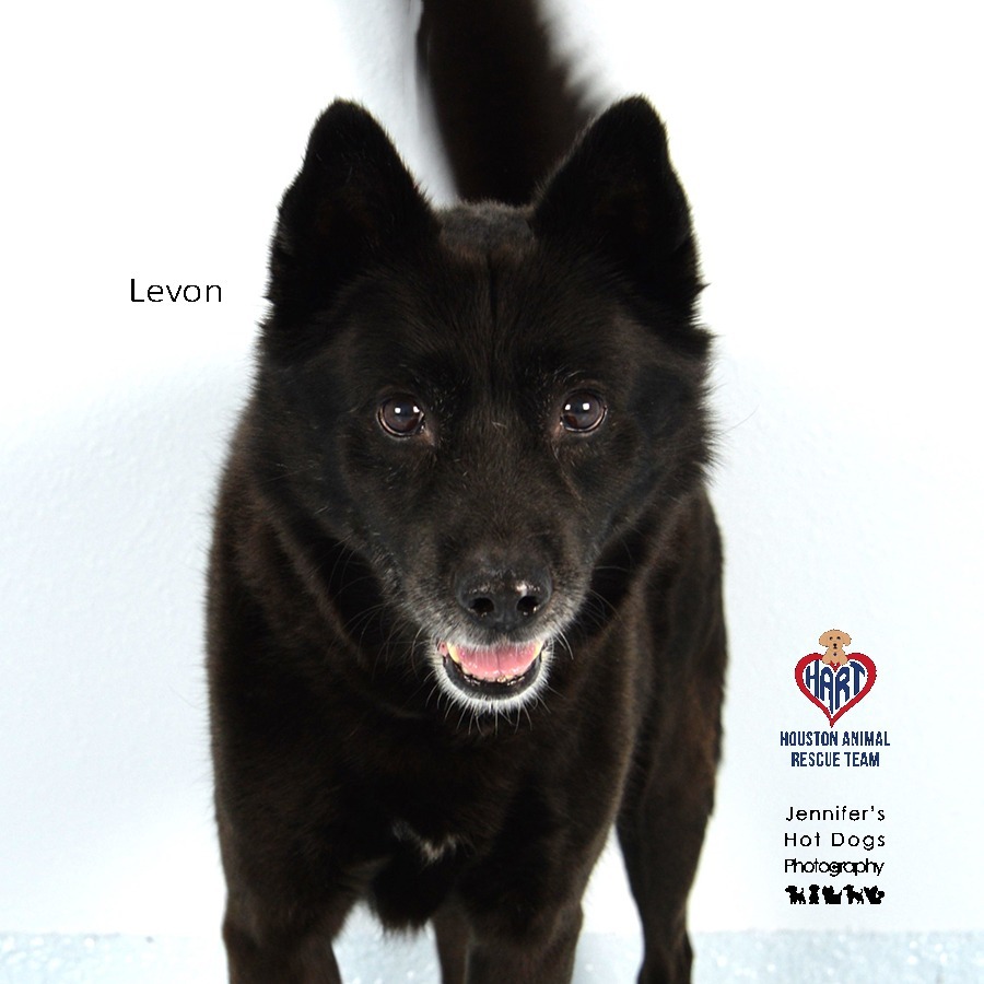 Levon, an adoptable Schipperke, Mixed Breed in Tomball, TX, 77377 | Photo Image 1