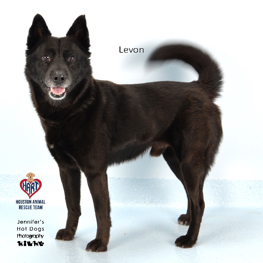 Levon, an adoptable Schipperke, Mixed Breed in Hockley, TX, 77447 | Photo Image 2