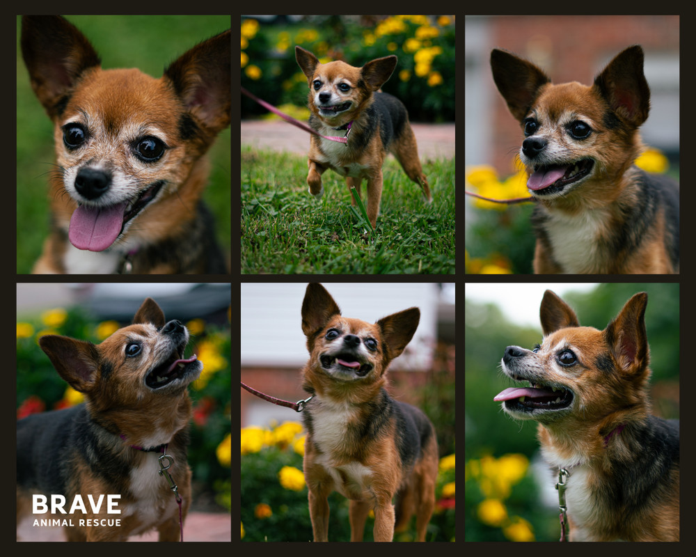 Tink, an adoptable Papillon in Lincoln, NE, 68516 | Photo Image 4