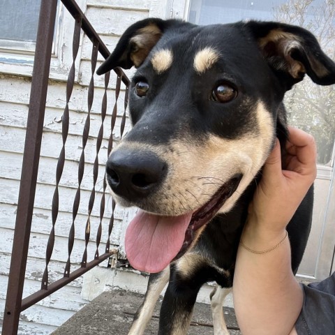 Delilah, an adoptable Mixed Breed in Sioux Falls, SD, 57106 | Photo Image 1