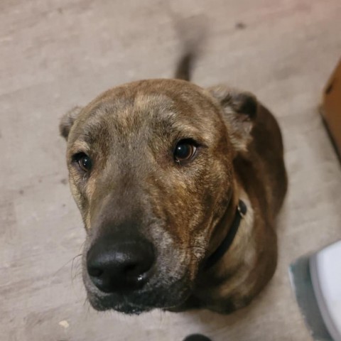 Kai, an adoptable Labrador Retriever in Duluth, MN, 55803 | Photo Image 1