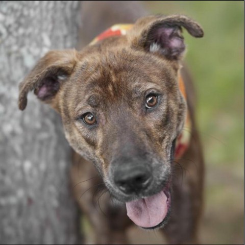 Kai, an adoptable Labrador Retriever in Duluth, MN, 55803 | Photo Image 3