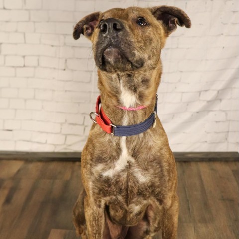 Kai, an adoptable Labrador Retriever in Duluth, MN, 55803 | Photo Image 3