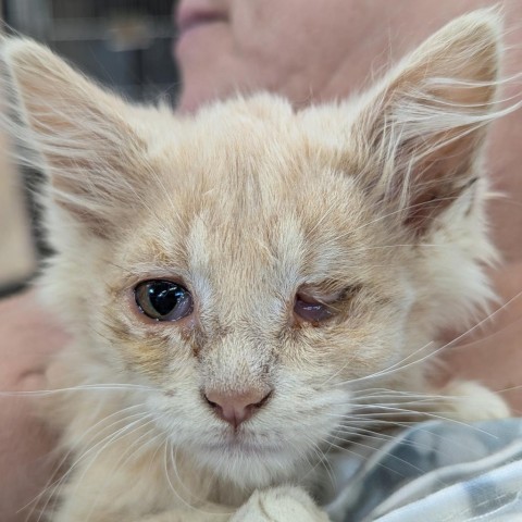 Pem, an adoptable Domestic Medium Hair in Meridian, ID, 83680 | Photo Image 3