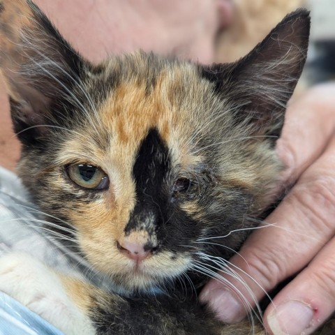 Enyo, an adoptable Domestic Medium Hair in Meridian, ID, 83680 | Photo Image 2