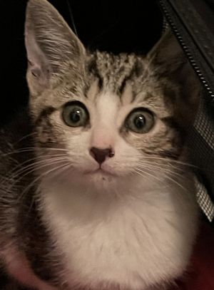 Miss priss, Baby Female unknown