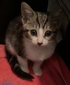 Miss priss, Baby Female unknown