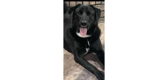 Lucky Litter: Gunnar, Adult Male Labrador Retriever