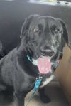 Lucky Litter: Gunnar photo 2