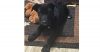 Lucky Litter: Gunnar photo 3
