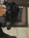 Lucky Litter: Gunnar photo 4