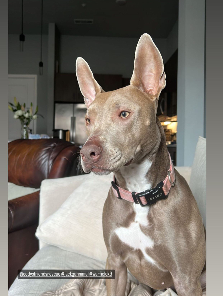 Ebbie (CP), an adoptable Pit Bull Terrier, Weimaraner in Dallas, TX, 75248 | Photo Image 2