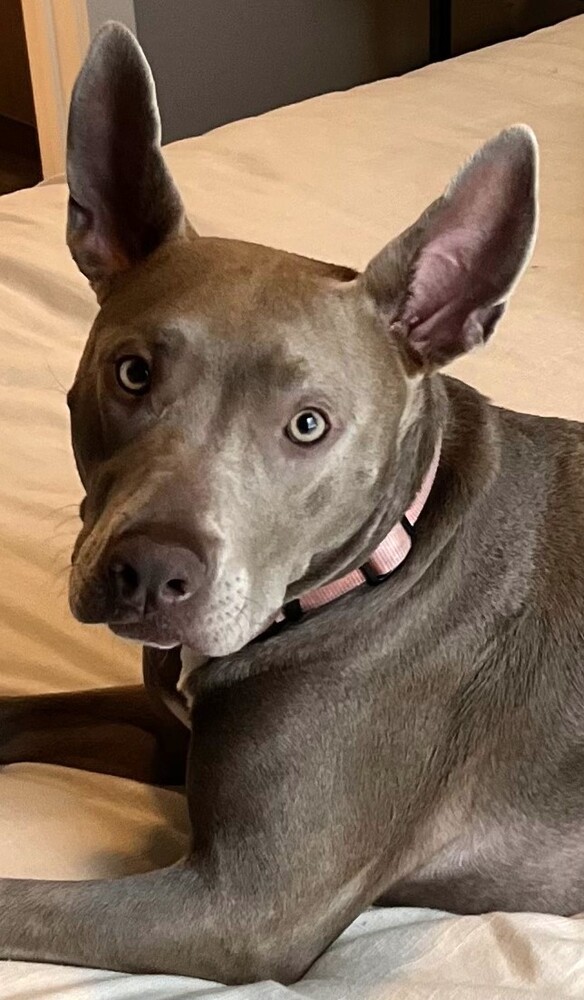 Ebbie (CP), an adoptable Pit Bull Terrier, Weimaraner in Dallas, TX, 75248 | Photo Image 3