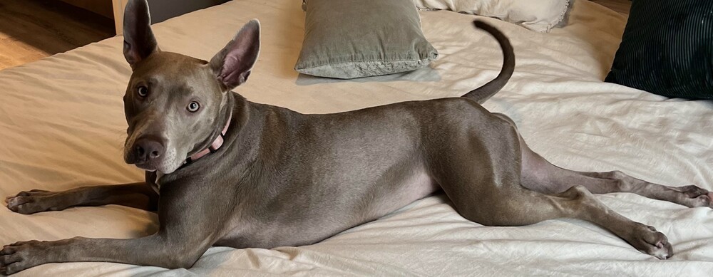 Ebbie (CP), an adoptable Pit Bull Terrier, Weimaraner in Dallas, TX, 75248 | Photo Image 5