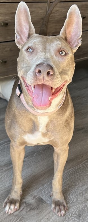 Ebbie (CP), an adoptable Pit Bull Terrier, Weimaraner in Dallas, TX, 75248 | Photo Image 6