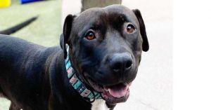 Siri (CP), Adult Female Terrier
