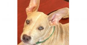 Bobby (CP), Baby Male Pit Bull Terrier