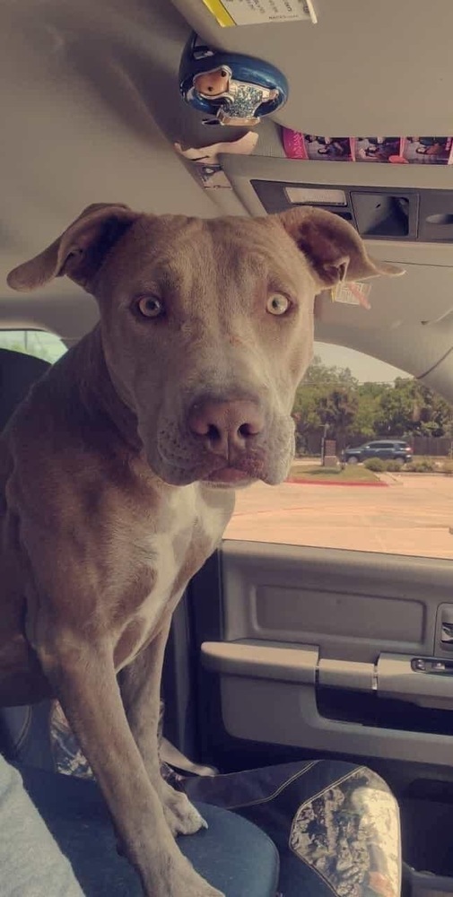 Hunter (JP), an adoptable Weimaraner, Terrier in Dallas, TX, 75248 | Photo Image 2