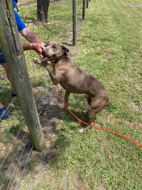 Hunter (JP), an adoptable Weimaraner, Terrier in Dallas, TX, 75248 | Photo Image 3