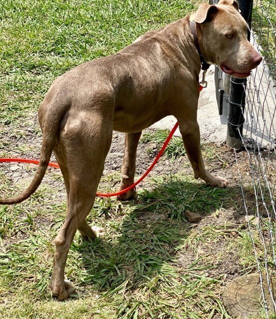 Hunter (JP), an adoptable Weimaraner, Terrier in Dallas, TX, 75248 | Photo Image 4