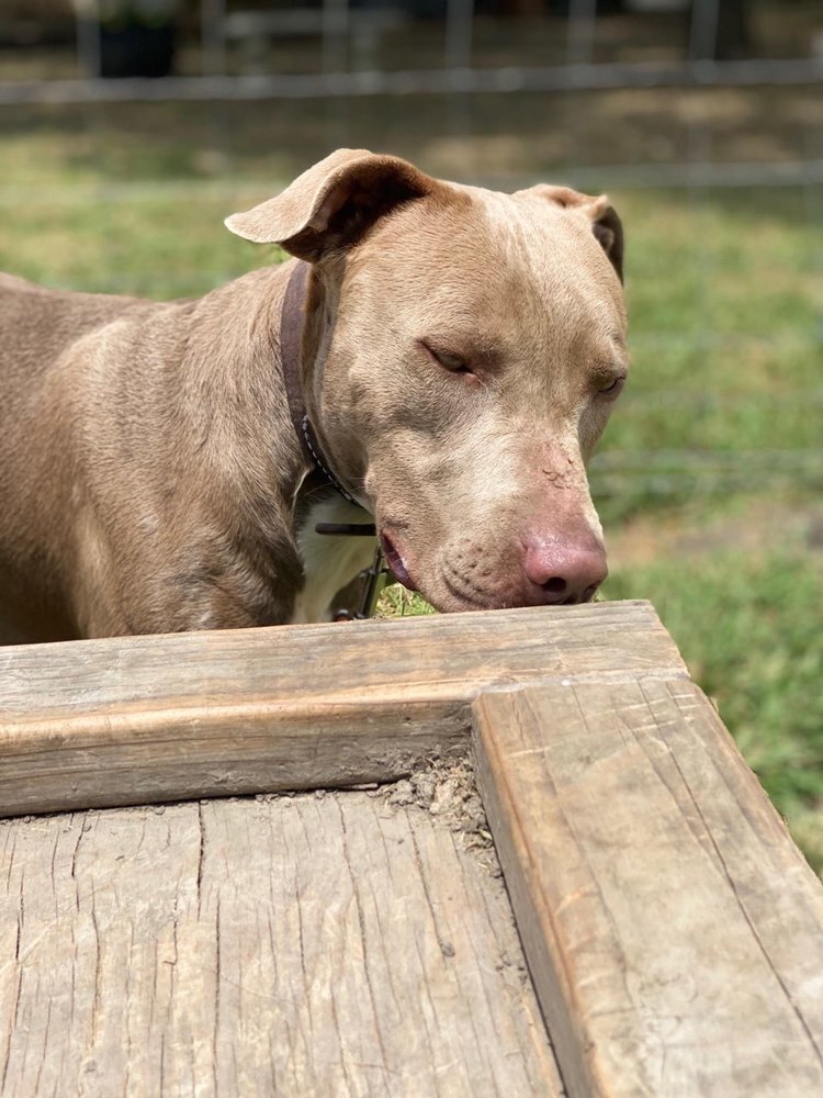 Hunter (JP), an adoptable Weimaraner, Terrier in Dallas, TX, 75248 | Photo Image 5