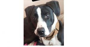 Milo, Young Male Mixed Breed