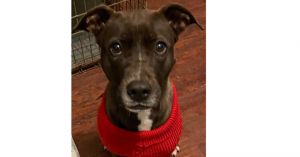 Roxy (CP), Young Female Labrador Retriever