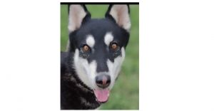 Sterling (CP), Adult Male Husky