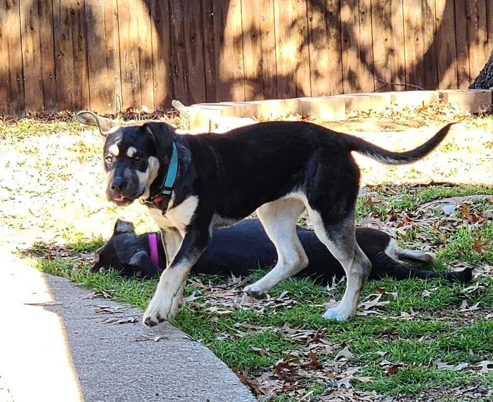 The Twins: Dakota (Bonded Pair with Daisy)