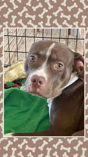 Lucky Dog, Young Male Hound