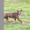 Lucky Dog photo 2
