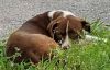 Lucky Dog photo 3