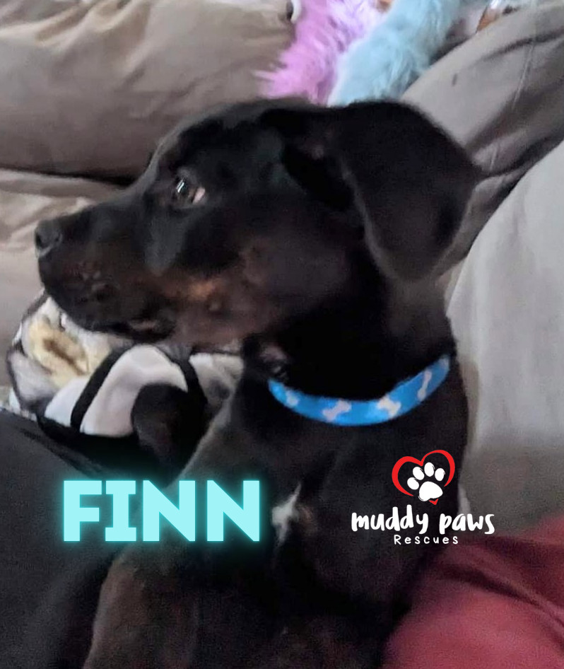 Finn