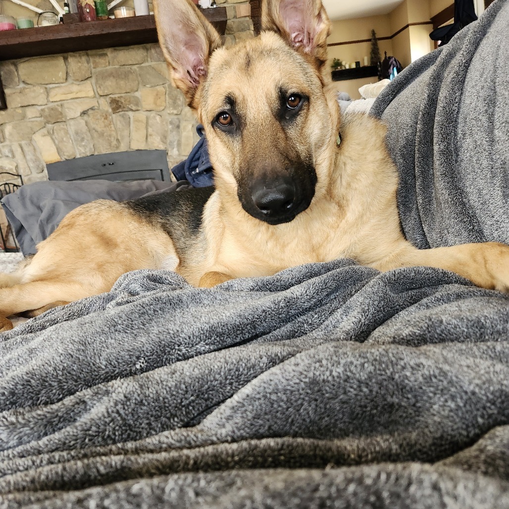 Lone Ranger, an adoptable German Shepherd Dog in Madison, WI, 53716 | Photo Image 1