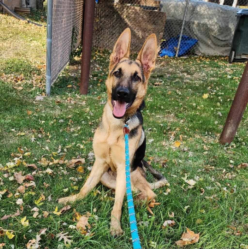Lone Ranger, an adoptable German Shepherd Dog in Madison, WI, 53716 | Photo Image 2