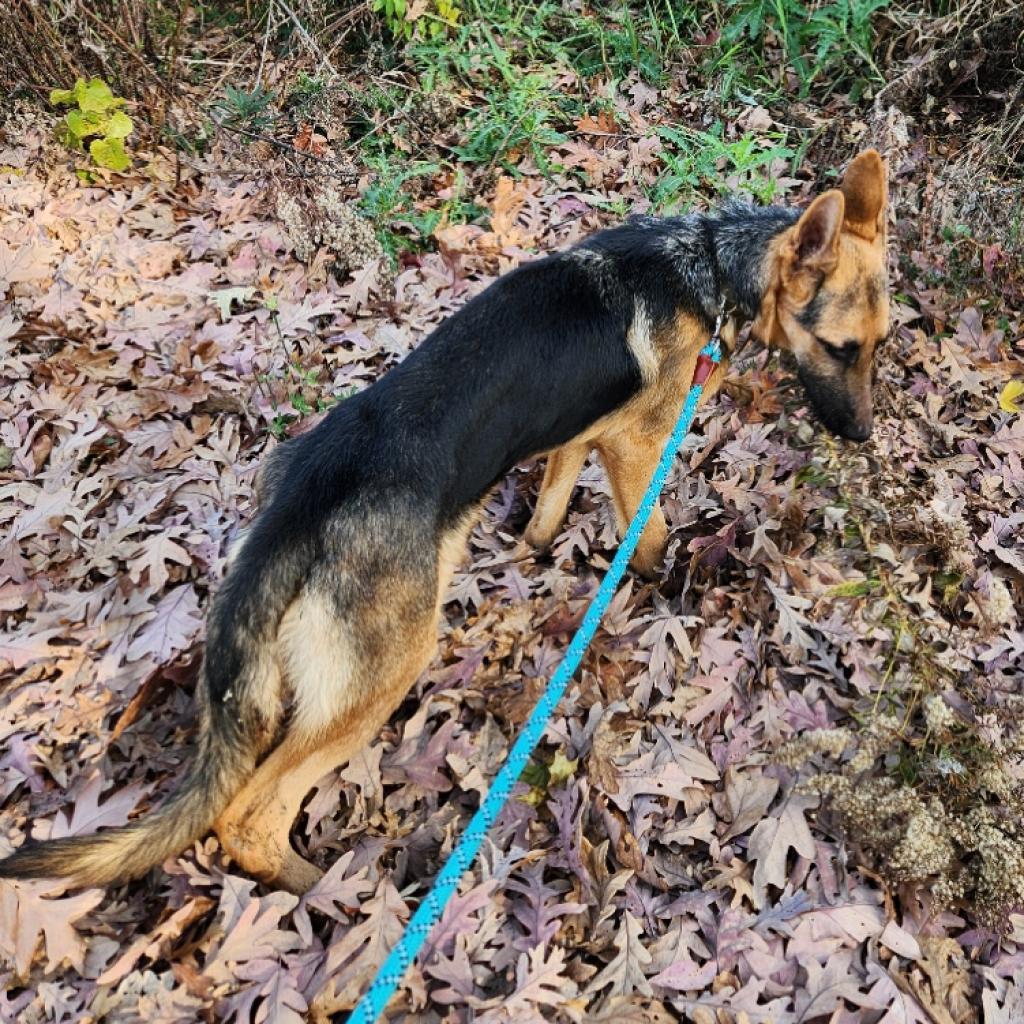 Lone Ranger, an adoptable German Shepherd Dog in Madison, WI, 53716 | Photo Image 3