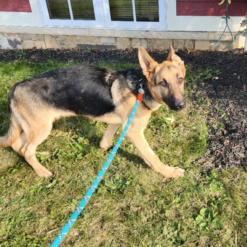 Lone Ranger, an adoptable German Shepherd Dog in Madison, WI, 53716 | Photo Image 4