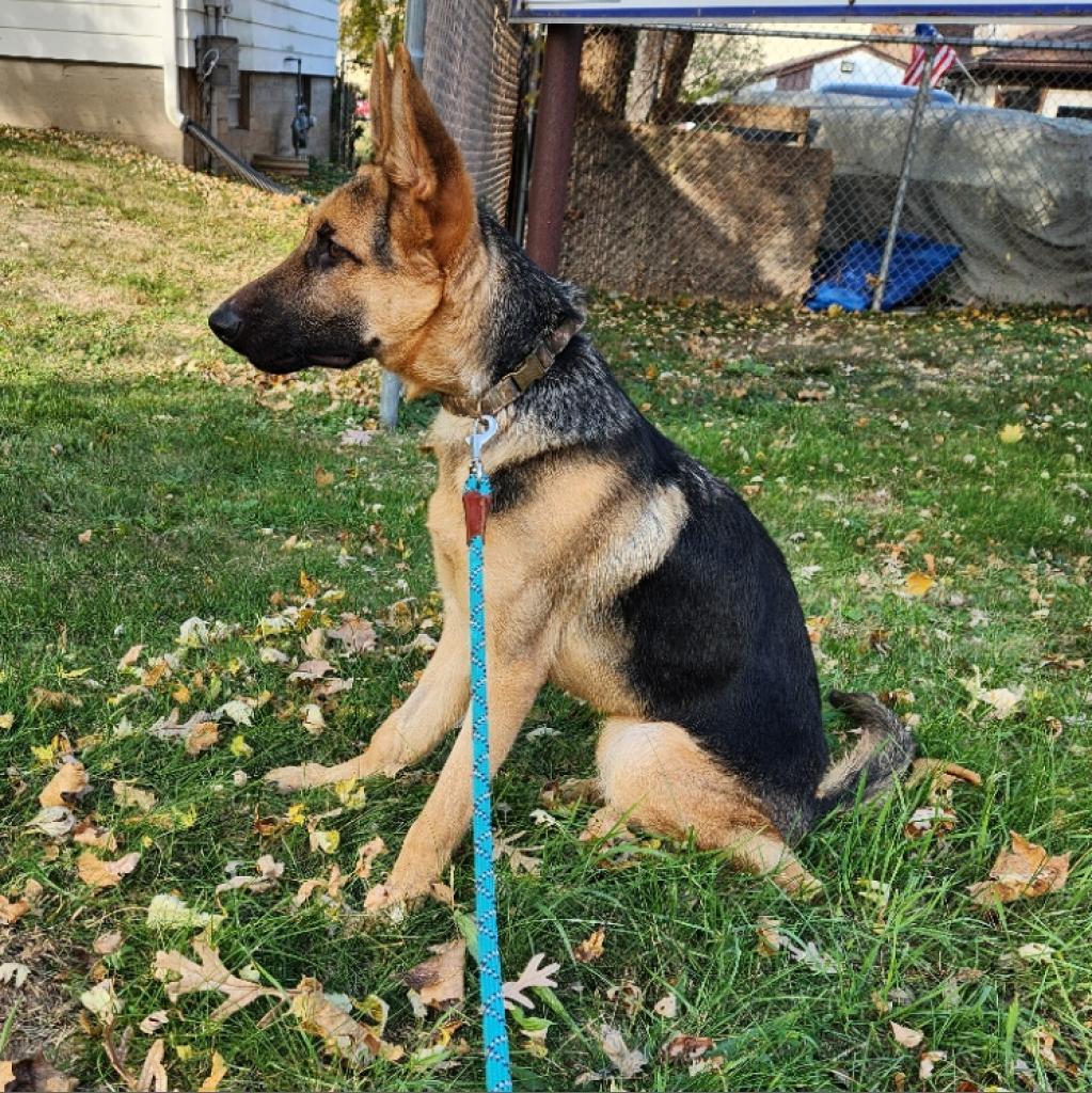 Lone Ranger, an adoptable German Shepherd Dog in Madison, WI, 53716 | Photo Image 5