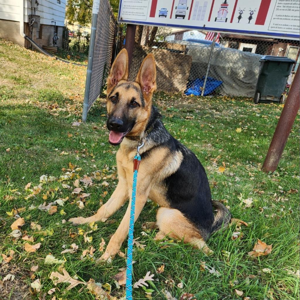 Lone Ranger, an adoptable German Shepherd Dog in Madison, WI, 53716 | Photo Image 6