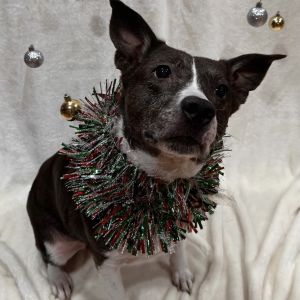 Stella, Adult Female Terrier