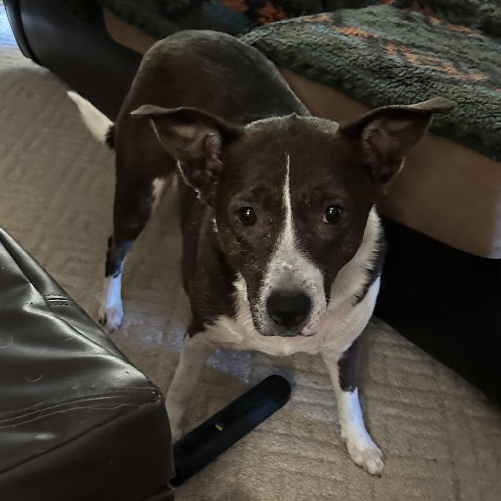 Stella