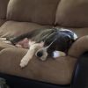 Stella photo 2