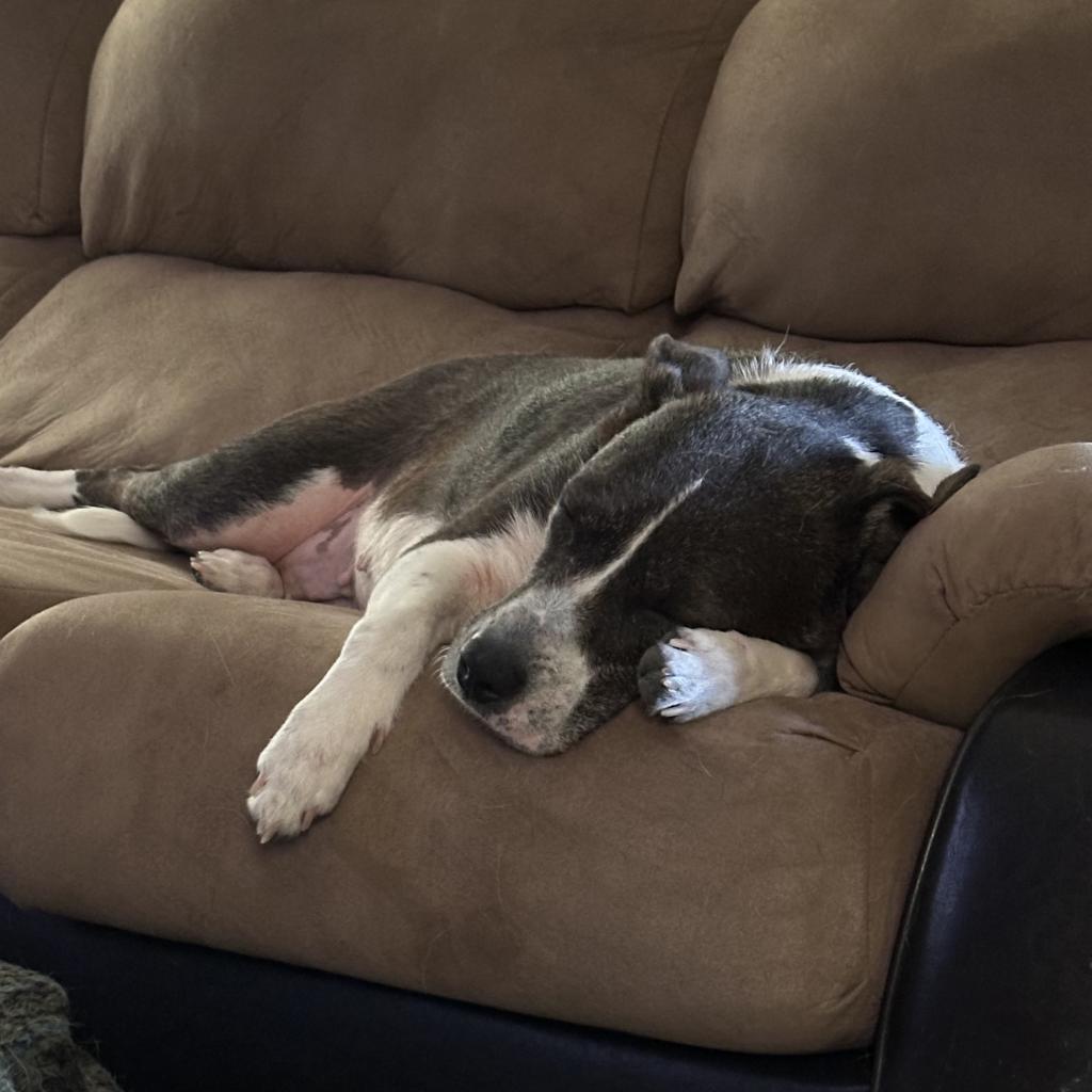 Stella