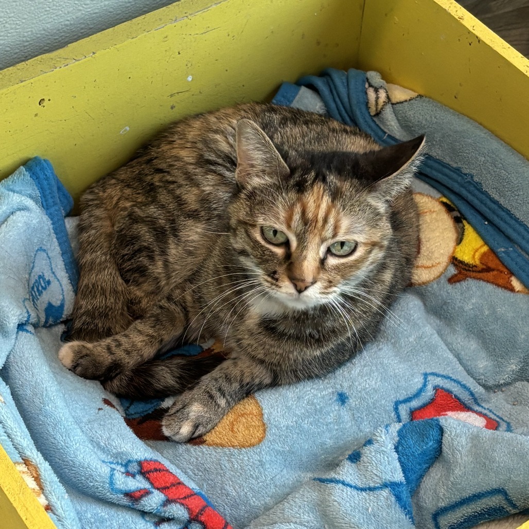 Zendaya, an adoptable Domestic Short Hair in West Des Moines, IA, 50265 | Photo Image 1