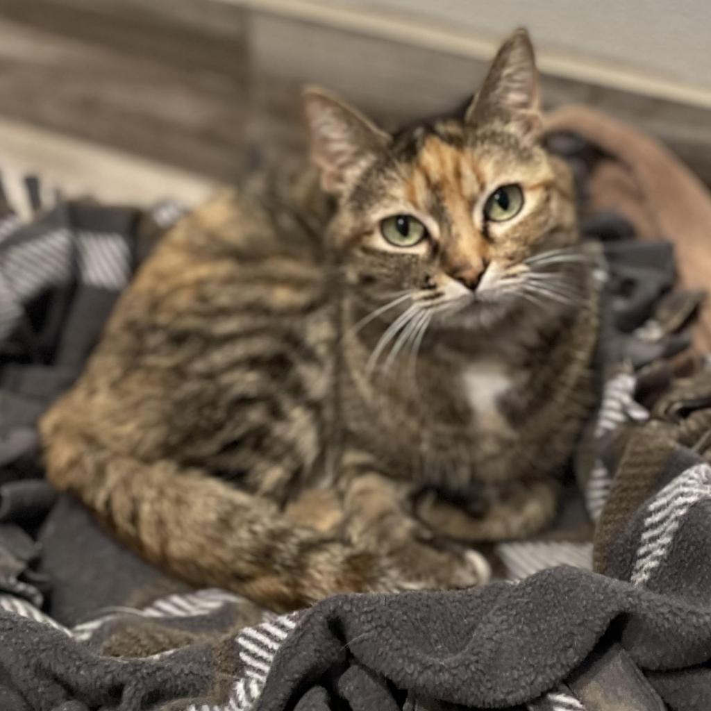Zendaya, an adoptable Domestic Short Hair in West Des Moines, IA, 50265 | Photo Image 2
