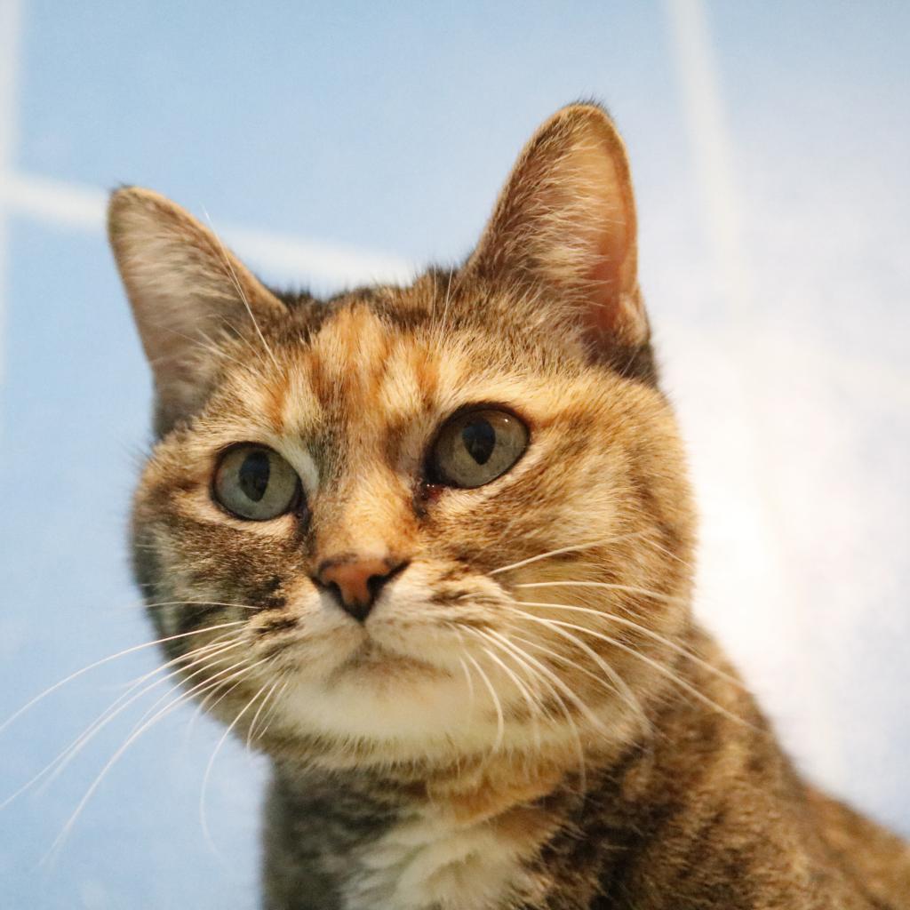 Zendaya, an adoptable Domestic Short Hair in West Des Moines, IA, 50265 | Photo Image 3