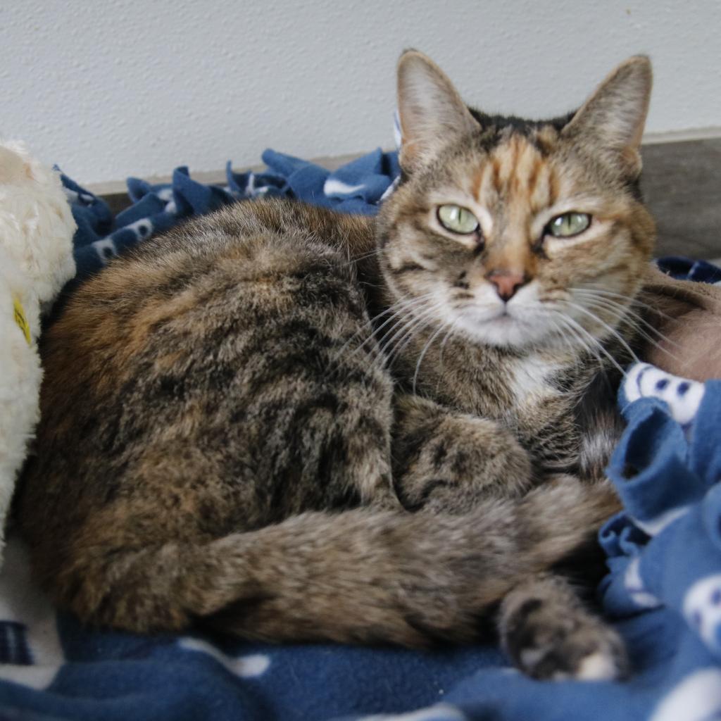 Zendaya, an adoptable Domestic Short Hair in West Des Moines, IA, 50265 | Photo Image 4