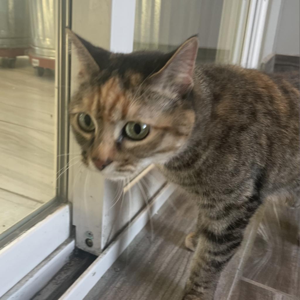 Zendaya, an adoptable Domestic Short Hair in West Des Moines, IA, 50265 | Photo Image 5